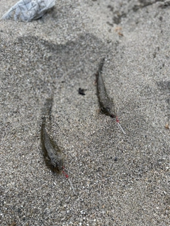 メゴチの釣果