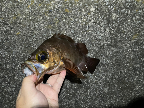 アカメバルの釣果