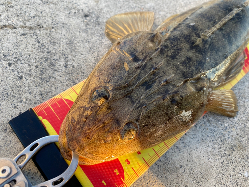 マゴチの釣果