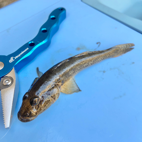 マハゼの釣果