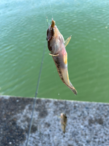 ハゼの釣果