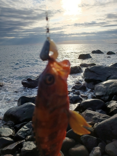 アカハタの釣果