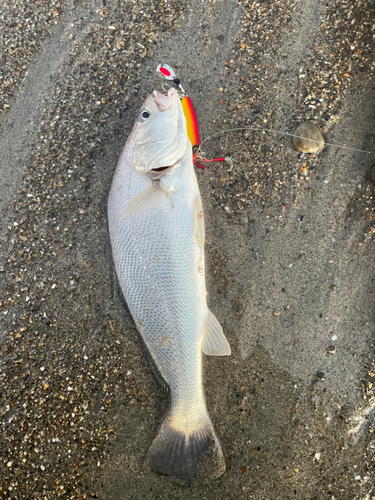 ニベの釣果