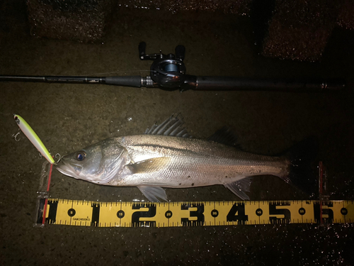 シーバスの釣果