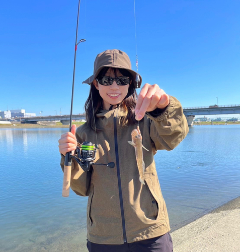 マハゼの釣果