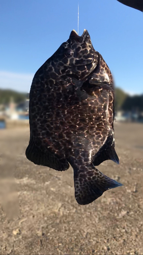 イシガキダイの釣果