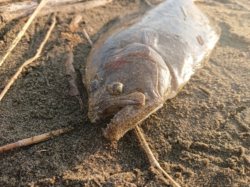 ヒラメの釣果