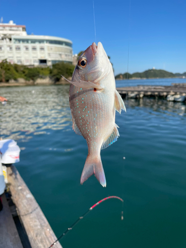 タイの釣果