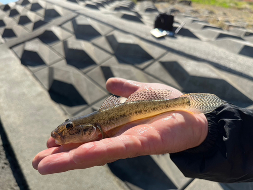 マハゼの釣果