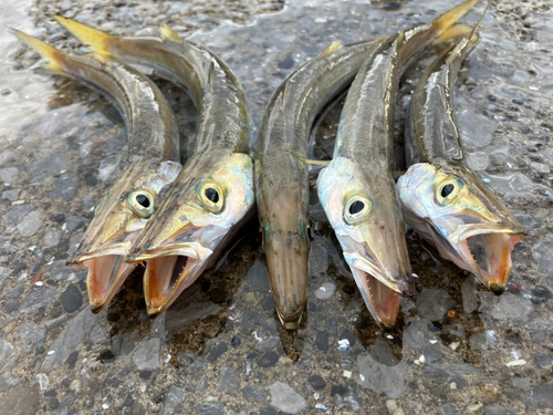 カマスの釣果