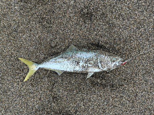 イナダの釣果