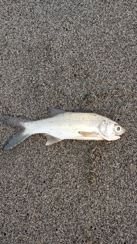 ツバメコノシロの釣果