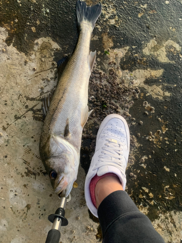 シーバスの釣果