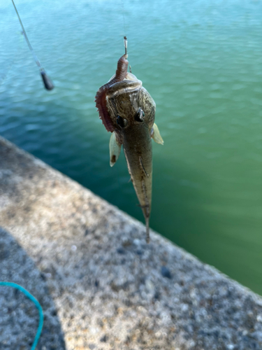 ハゼの釣果