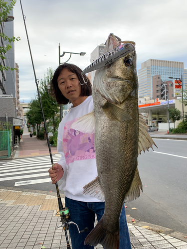 シーバスの釣果