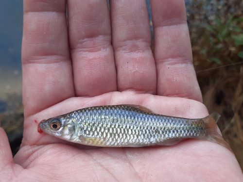 クチボソの釣果