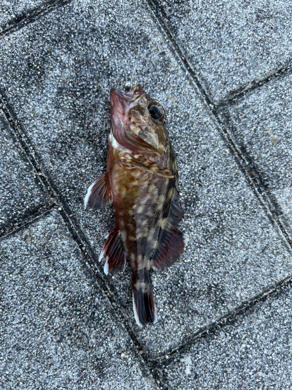 ガシラ