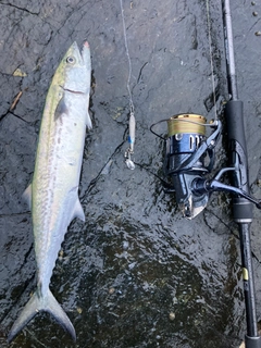 サゴシの釣果