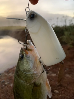 ラージマウスバスの釣果