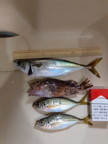 サバの釣果