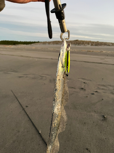 タチウオの釣果