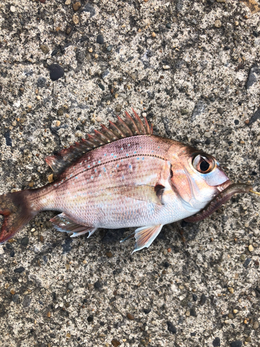 マダイの釣果