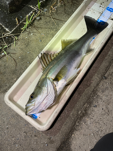 シーバスの釣果