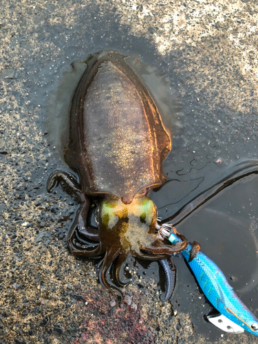 アオリイカの釣果