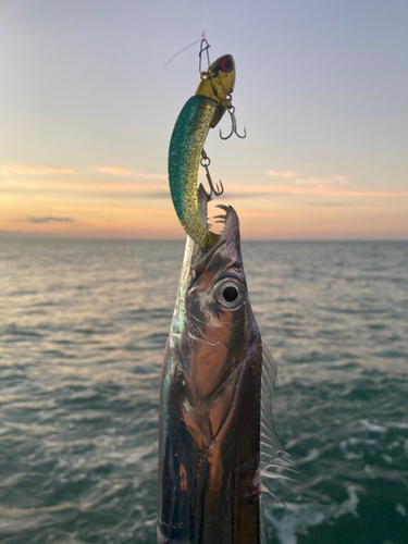 タチウオの釣果