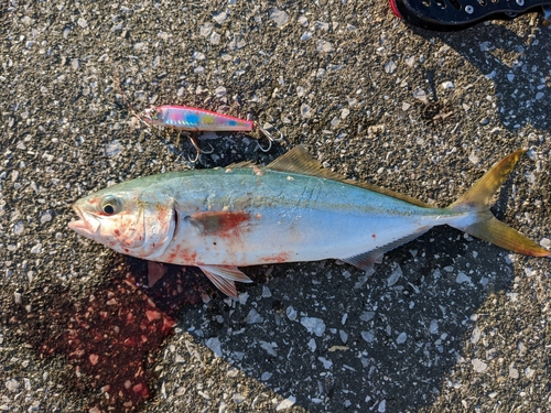 ワカシの釣果