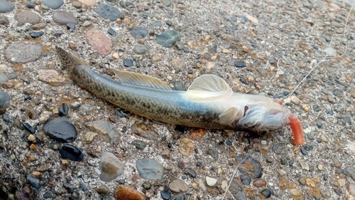 ハゼの釣果