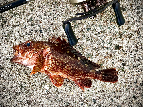 ガシラの釣果