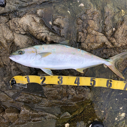 ヒラマサの釣果