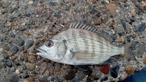 タイの釣果