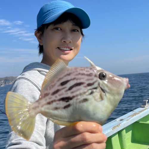 カワハギの釣果