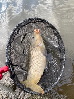 コイの釣果