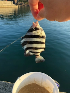 サンバソウの釣果