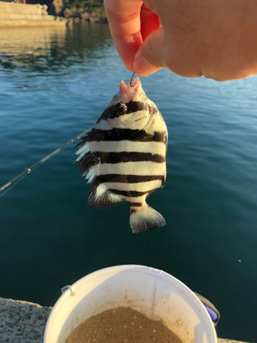 サンバソウの釣果