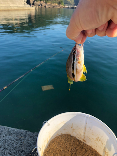 ヨコスジフエダイの釣果