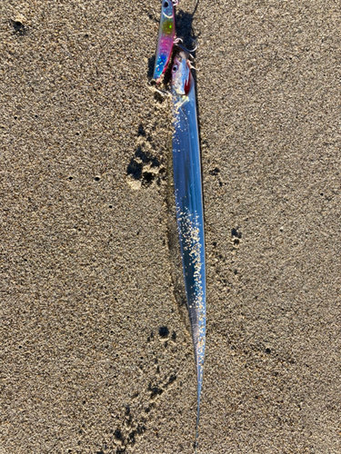 タチウオの釣果