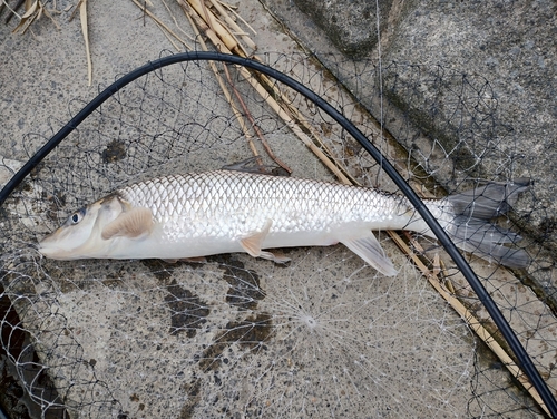 ニゴイの釣果