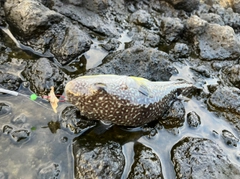 クサフグの釣果