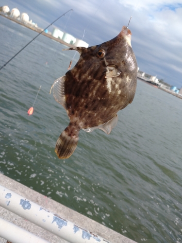 カワハギの釣果