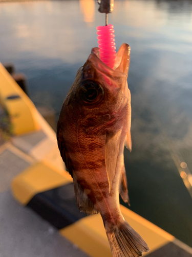 メバルの釣果