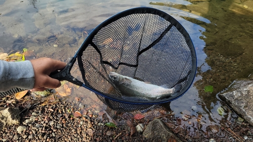 レインボートラウトの釣果