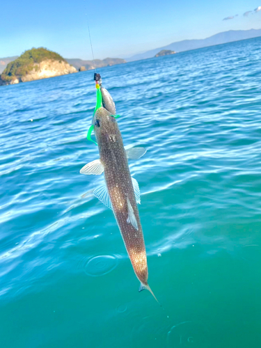 エソの釣果