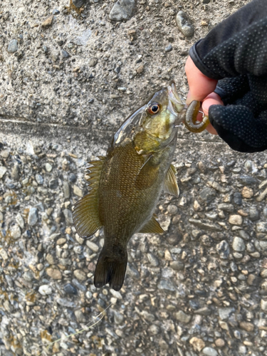 スモールマウスバスの釣果