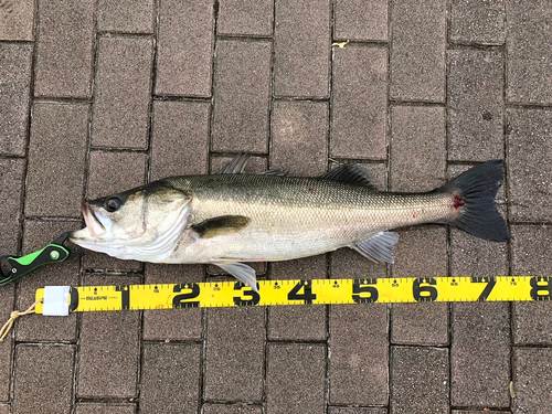 シーバスの釣果