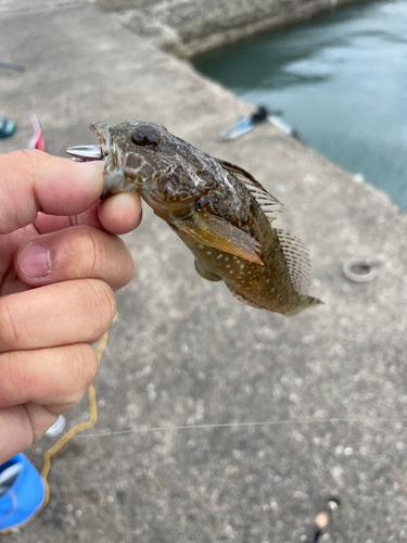 アナハゼの釣果