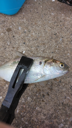 コノシロの釣果